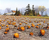 hyperrealism paintings by Conrad Mieschke